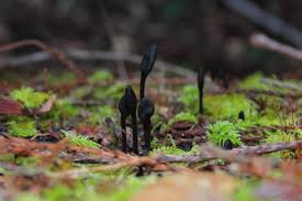 Attēlu rezultāti vaicājumam “Geoglossum sp.”