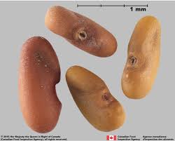 Attēlu rezultāti vaicājumam “Galega orientalis leaf”