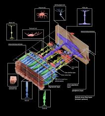 Attēlu rezultāti vaicājumam “Leiocolea rutheana cells”