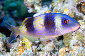 Image result for Parupeneus trifasciatus