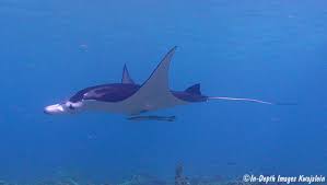 Image result for Mobula alfredi