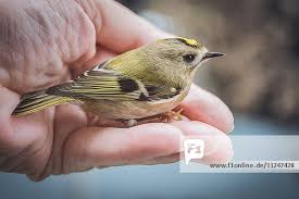 Attēlu rezultāti vaicājumam “Regulus regulus”