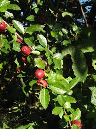 Attēlu rezultāti vaicājumam “Cotoneaster divaricatus”