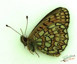 Attēlu rezultāti vaicājumam “Boloria eunomia underside”