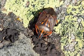 Attēlu rezultāti vaicājumam “Jalla dumosa”