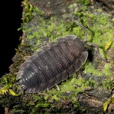 Attēlu rezultāti vaicājumam “Porcellio scaber”