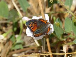 Attēlu rezultāti vaicājumam “Lycaena phlaeas female”