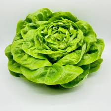 Image result for Kopfsalat
