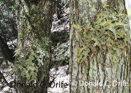 Attēlu rezultāti vaicājumam “Lobaria pulmonaria”