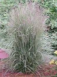 Attēlu rezultāti vaicājumam “Calamagrostis purpurea fruit”