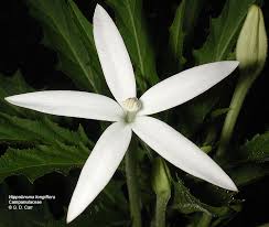 Attēlu rezultāti vaicājumam “Lobeliaceae”