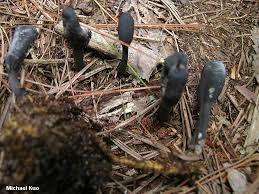 Attēlu rezultāti vaicājumam “Cordyceps ophioglossoides”