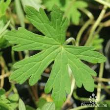 Image result for Geranium `Summer Skies`
