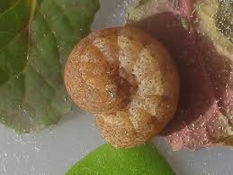 Attēlu rezultāti vaicājumam “Noctua fimbriata larva”