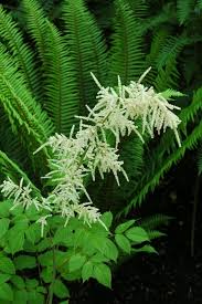 Image result for Aruncus dioicus