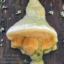 Attēlu rezultāti vaicājumam “Diplomitoporus flavescens”