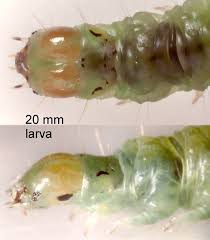 Attēlu rezultāti vaicājumam “Pandemis corylana”