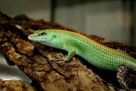 Risultati immagini per dasia smaragdina