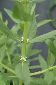 Attēlu rezultāti vaicājumam “Lycogala maculatum sessile”