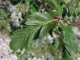 Attēlu rezultāti vaicājumam “Sorbus hybrida”