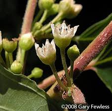 Attēlu rezultāti vaicājumam “Frangula alnus flower”