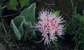 Attēlu rezultāti vaicājumam “Betula humilis male flower”
