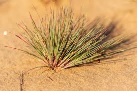 Attēlu rezultāti vaicājumam “Corynephorus canescens fruit”