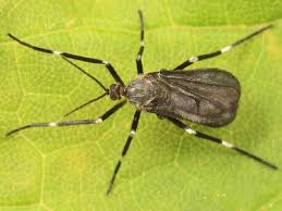 Attēlu rezultāti vaicājumam “Harmandia”