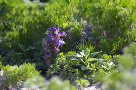 Attēlu rezultāti vaicājumam “Orobanche coerulescens bud”