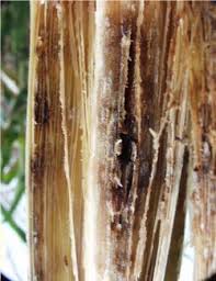 Attēlu rezultāti vaicājumam “Craterium aureum stalked”