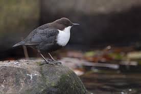 Attēlu rezultāti vaicājumam “Cinclus cinclus”