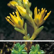 Attēlu rezultāti vaicājumam “Sedum sexangulare flower”