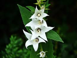 Attēlu rezultāti vaicājumam “Campanula latifolia flower”