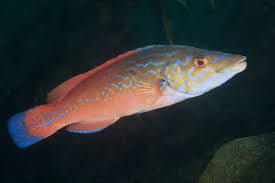 Image result for Labrus mixtus