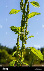 Attēlu rezultāti vaicājumam “Amaranthus retroflexus”