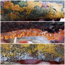 Attēlu rezultāti vaicājumam “Badhamia capsulifera stalked”