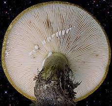 Attēlu rezultāti vaicājumam “Lactarius necator”