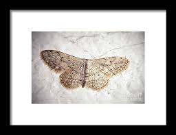 Attēlu rezultāti vaicājumam “Idaea seriata”