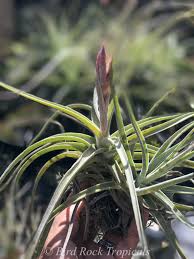 Attēlu rezultāti vaicājumam “Heterotrichia oerstedii (syn. Arcyria oerstedii) young”
