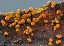 Attēlu rezultāti vaicājumam “Physarum bitectum”