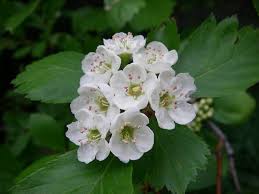 Attēlu rezultāti vaicājumam “Crataegus douglasii”