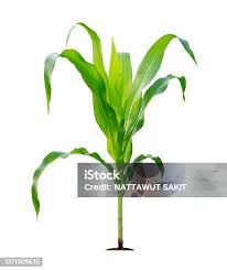 Attēlu rezultāti vaicājumam “Zea mays leaf”