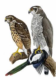 Attēlu rezultāti vaicājumam “Accipiter gentilis adult”