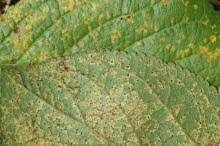 Attēlu rezultāti vaicājumam “Tranzschelia pruni-spinosae spores”