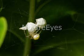 Attēlu rezultāti vaicājumam “Paidiscura pallens”