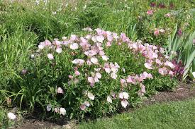 Image result for Nachtkerze