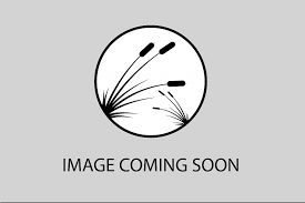 Attēlu rezultāti vaicājumam “Fissidens gracilifolius”