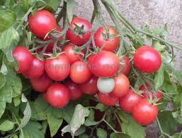 Afbeeldingsresultaat voor rose quartz tomato