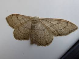 Attēlu rezultāti vaicājumam “Idaea aversata”