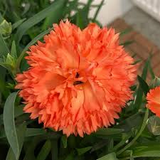 Image result for Dianthus